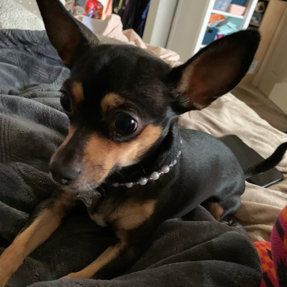 Meet your Posher, New - Picture 1 of 1